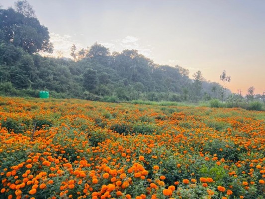 सयपत्री फूलखेतीको लागि ‘हब’ बन्दै तनहुँ